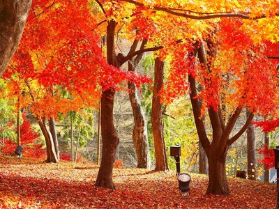 🍁 최상산 공원 단풍산(사이조산 코엔 모미지야마) 이미지 2